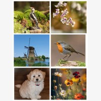 Fotokaarten blanco (6 st.)