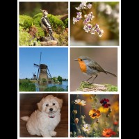 Fotokaarten blanco (6 st.)